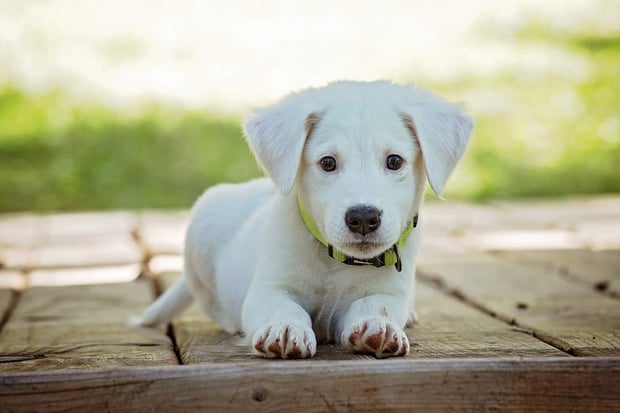 dogs-reduce-stress